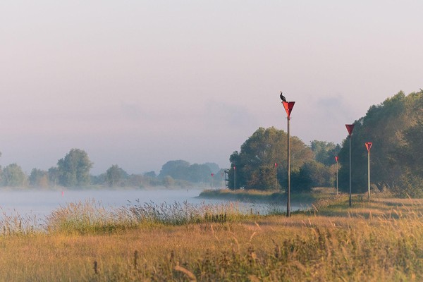 Aalscholver