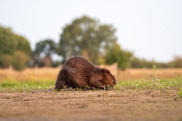 Bever aan het ontbijt