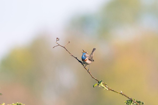 Zingende blauwborst
