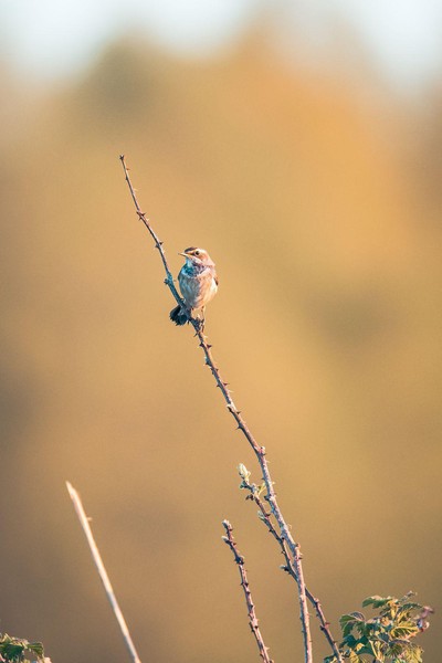 Blauwborst vrouw