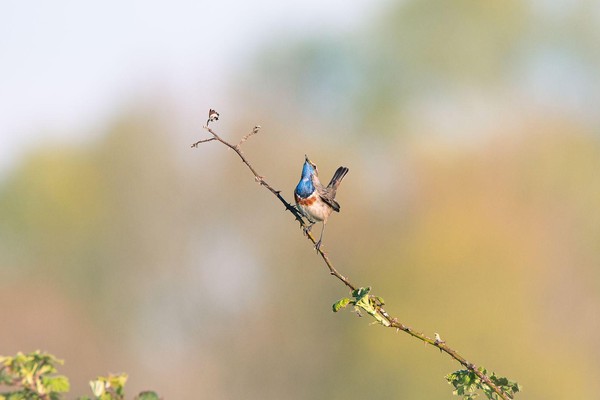 Mannetje blauwborst aan het verleiden
