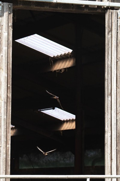 Boerenzwaluwen vliegen de stal uit