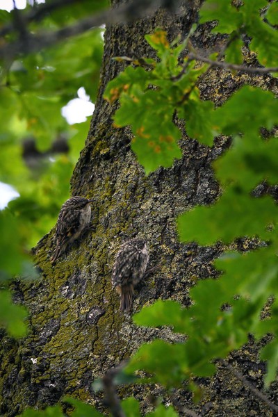 Jonge boomkruipers