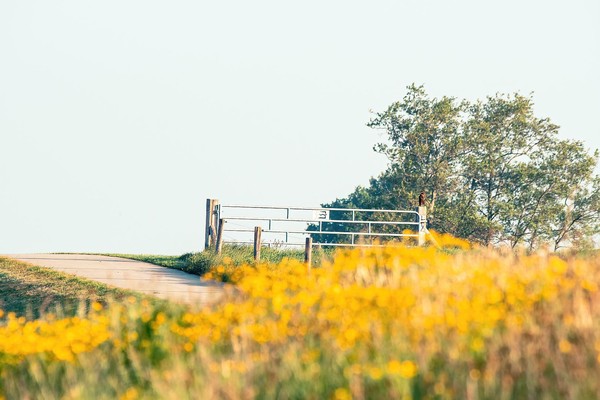Buizerd op een paaltje
