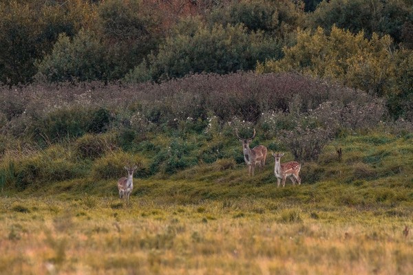 Damherten op Bornholm