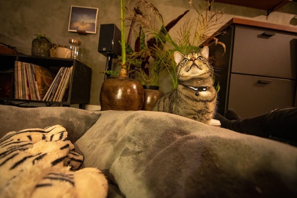 Drip, onze kat