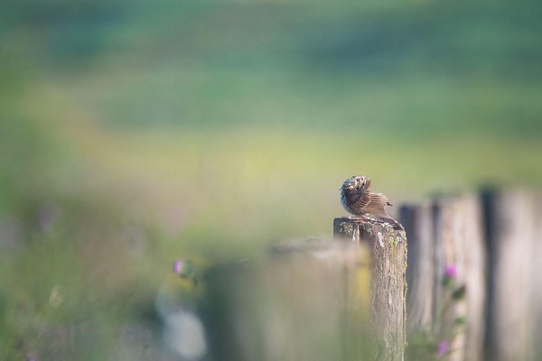 Wassende graspieper