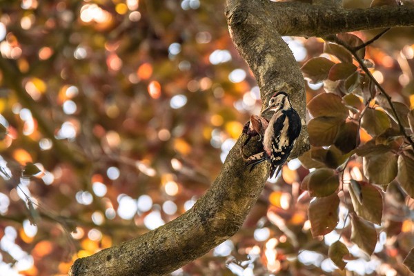 Grote bonte specht wanneer de herfst ontluikt