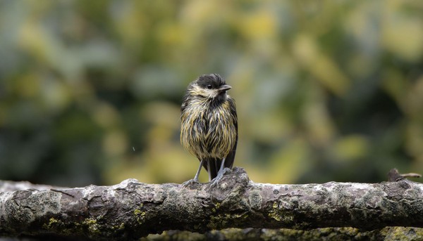 Koolmees heeft net een bad genomen in onze tuin