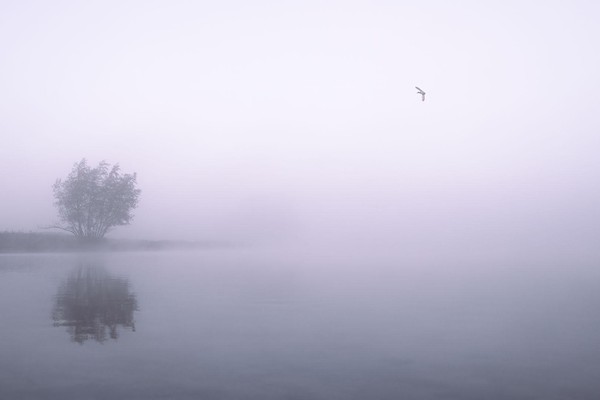 Ochtendmist boven het water