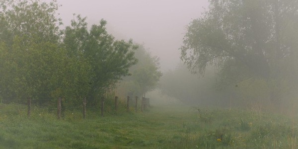 Wilgenpad op een mistige ochtend