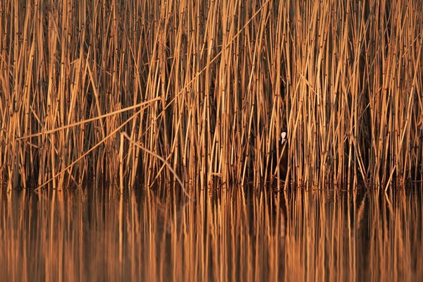 Veilig plekje voor de meerkoet