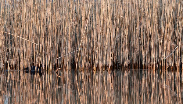 Meerkoet tussen het riet