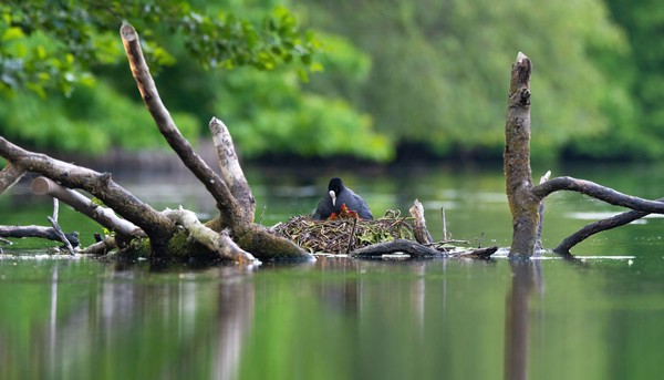 Meerkoet met jongen
