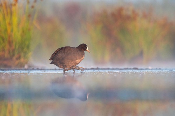 Meerkoet in de ochtend