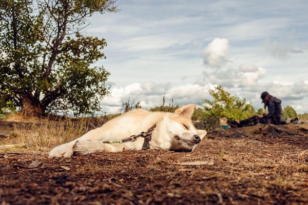 Nala