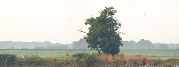 Reiger en spreeuwen