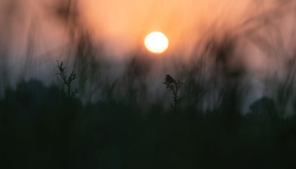 Rietgors bij ondergaande zon