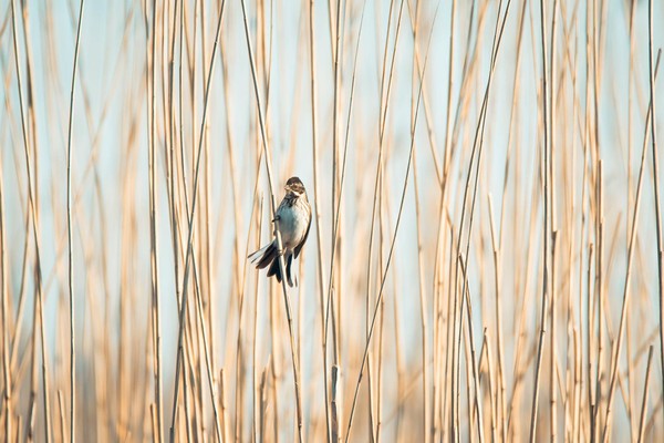 Rietgors in het riet