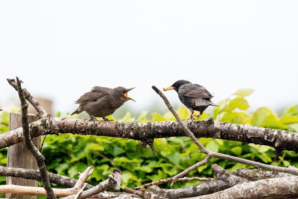 Spreeuwenjong wordt gevoerd in onze tuin