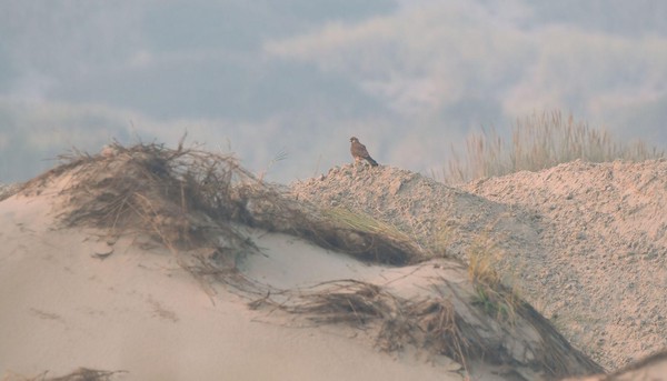Torenvalk in de duinen