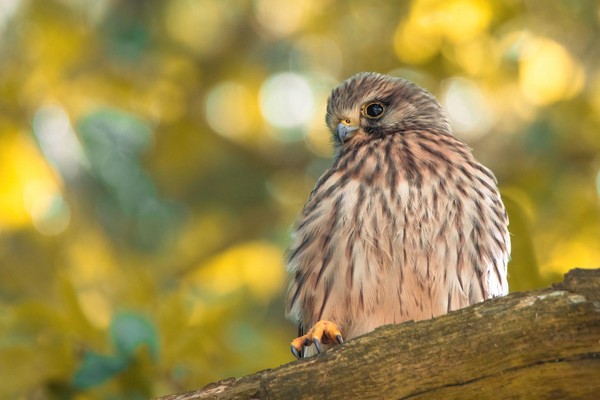 Torenvalk in de naderende herfst