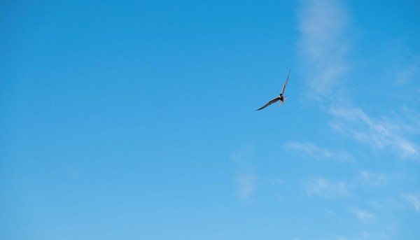 Visdief tegen een blauwe lucht