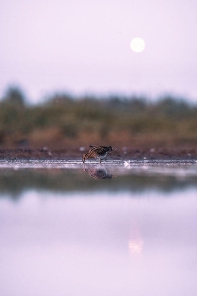 Watersnip bij opkomende maan