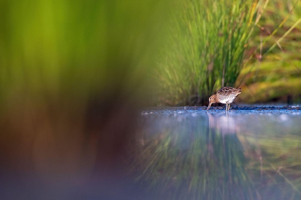 Watersnip op zoek naar eten