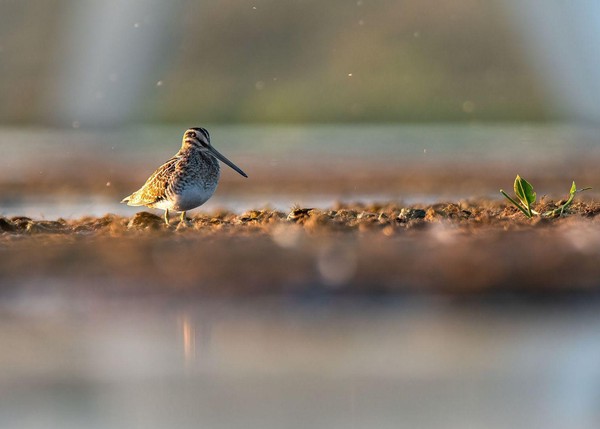 Watersnip