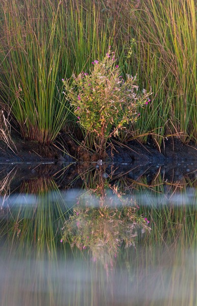 Wilgenroosje