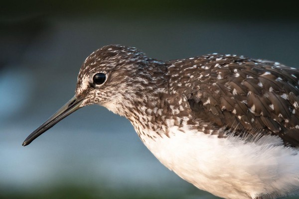 Close-up van een witgat
