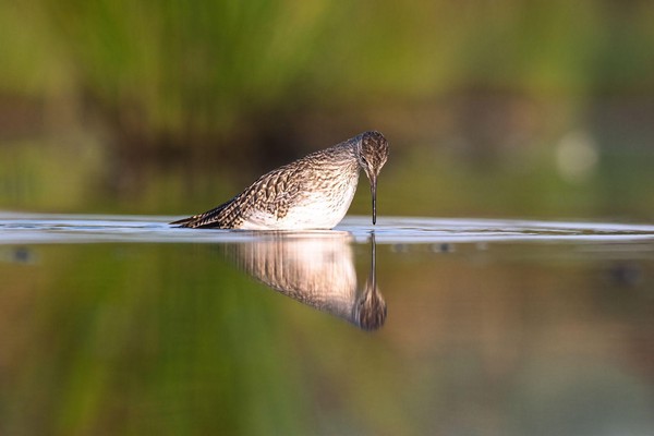 Weerspiegeling