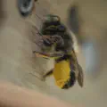 Bezige bijtjes