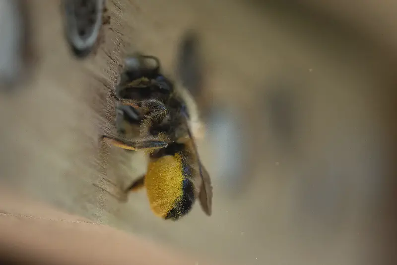 Featured image of post Bezige bijtjes