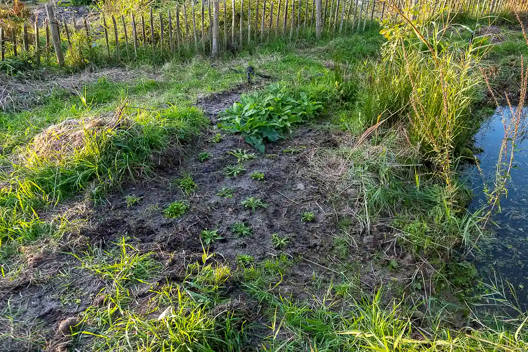 In de achtergrond zie je grote kaardebol en gewone smeerwortel