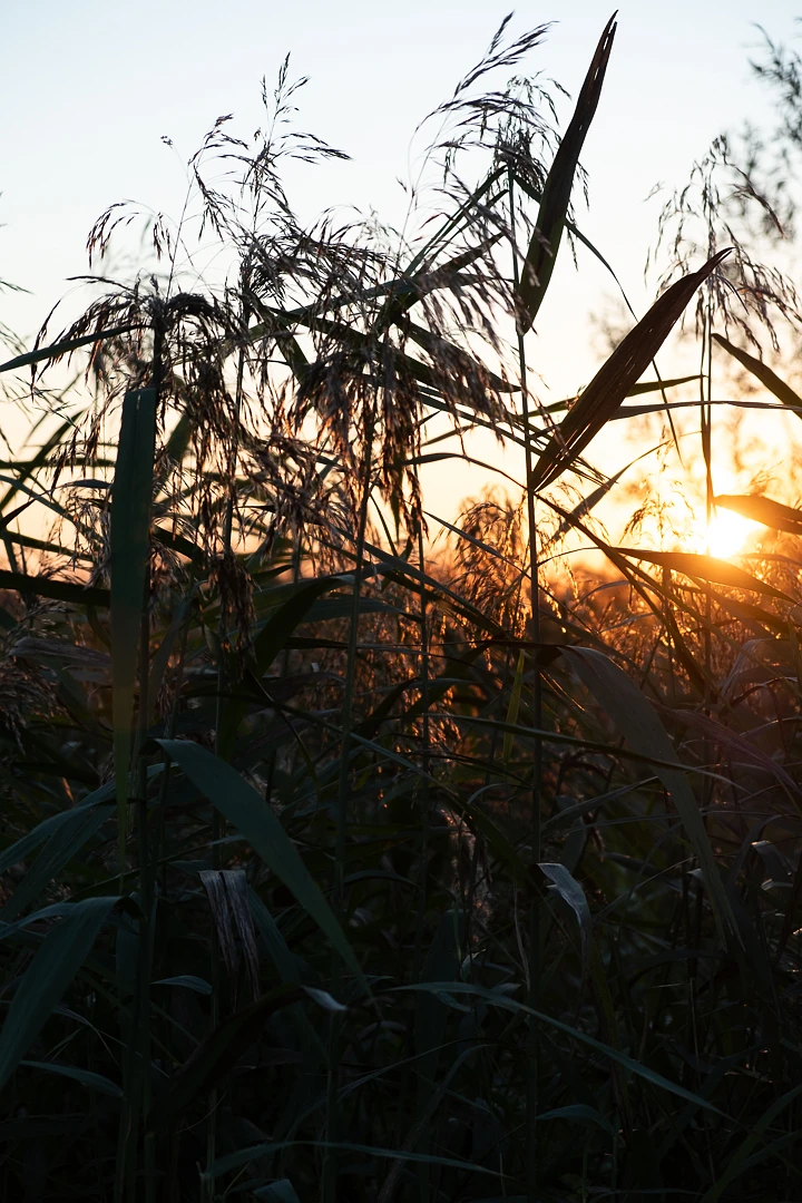 Riet in de paddenpoel