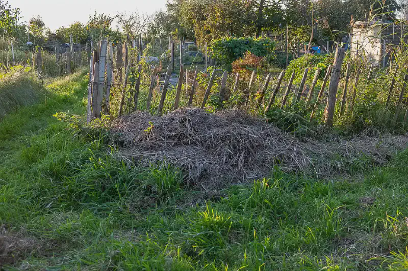 Featured image of post De paddenpoel