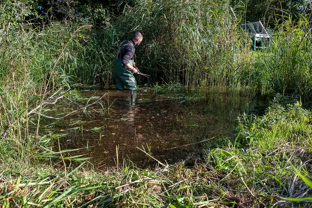 De huidige situatie in de paddenpoel