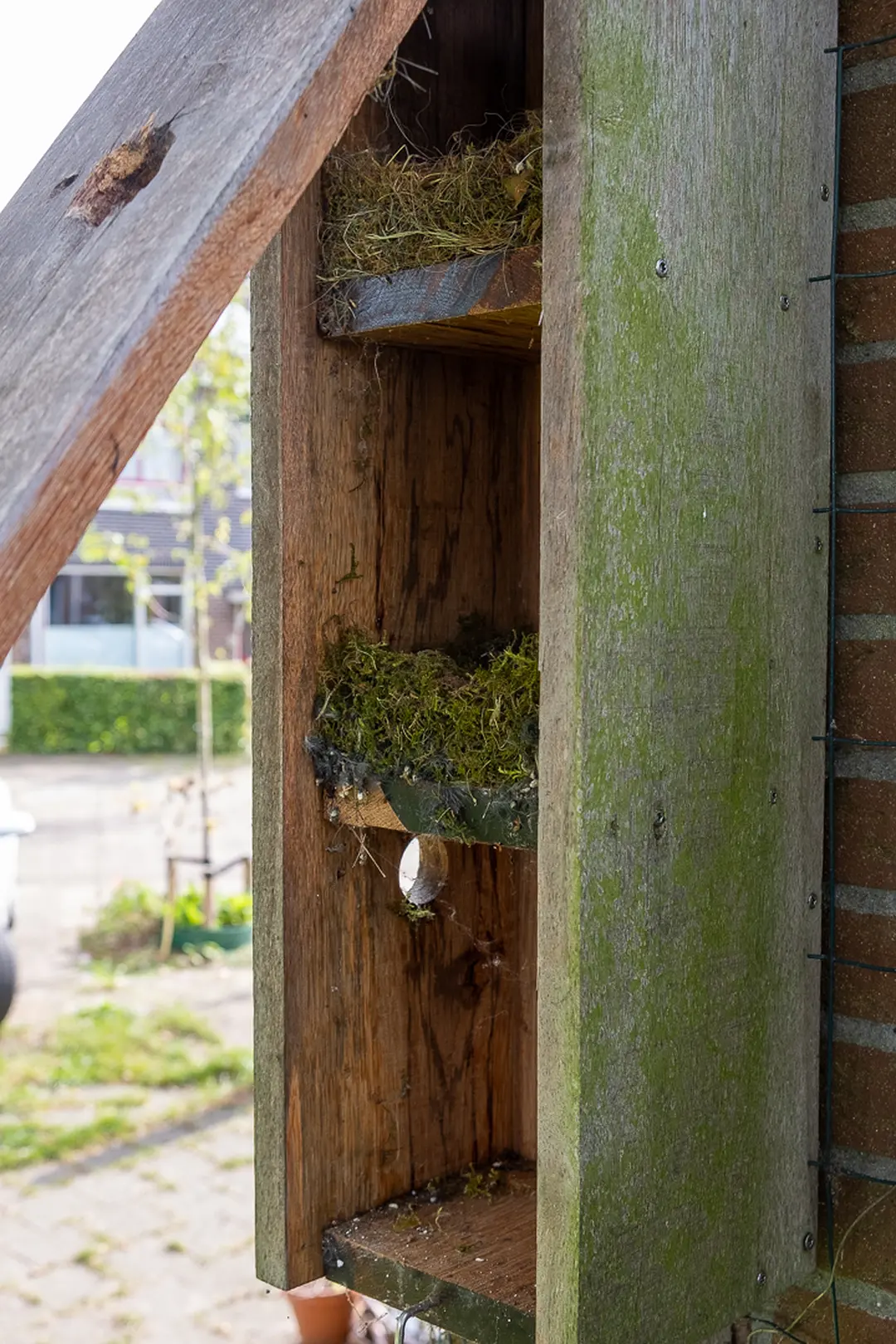 In deze mussenflat hebben koolmezen twee nesten gemaakt