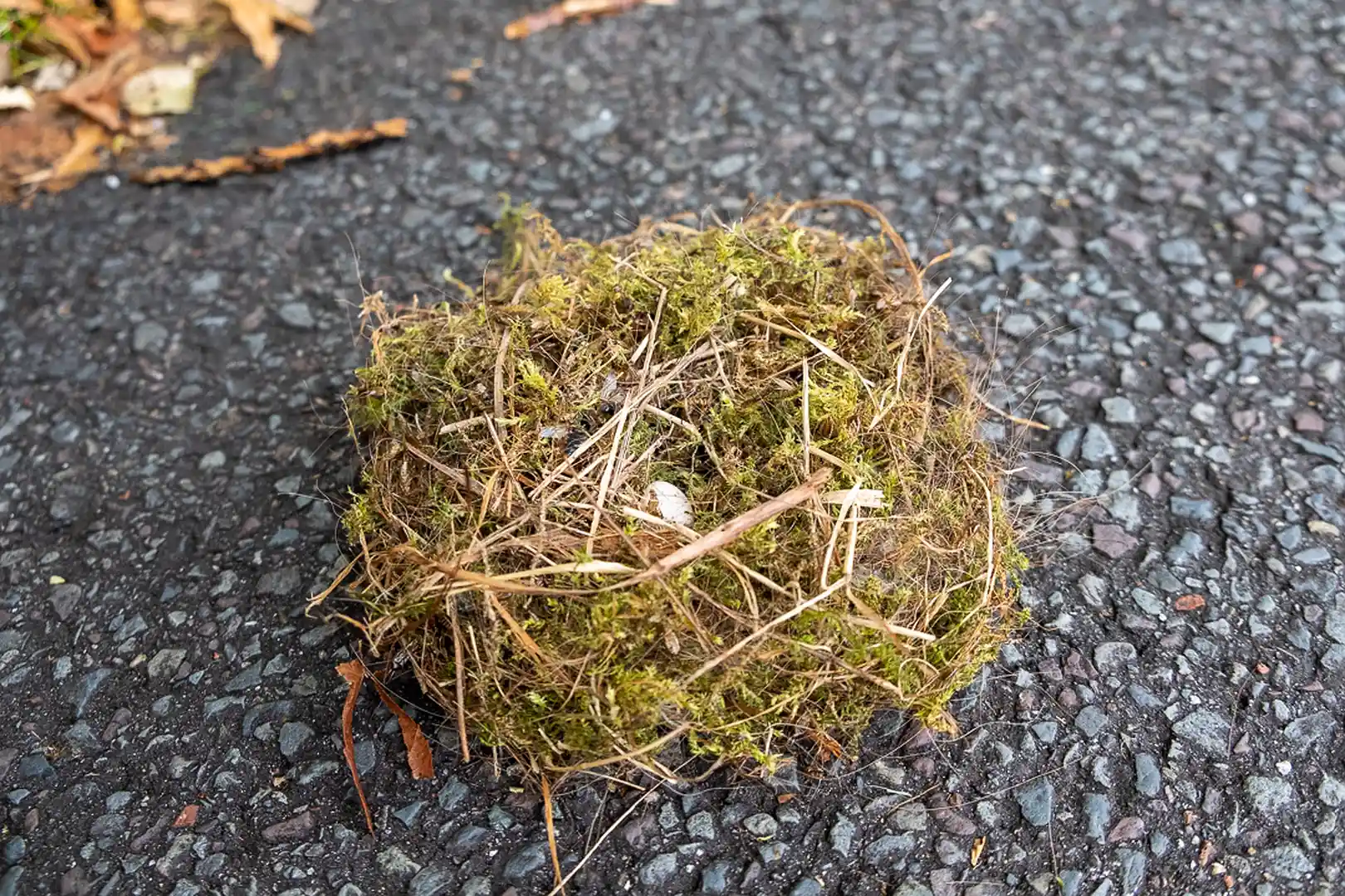 Vaak wordt mos gebruikt bij de bouw van het nest