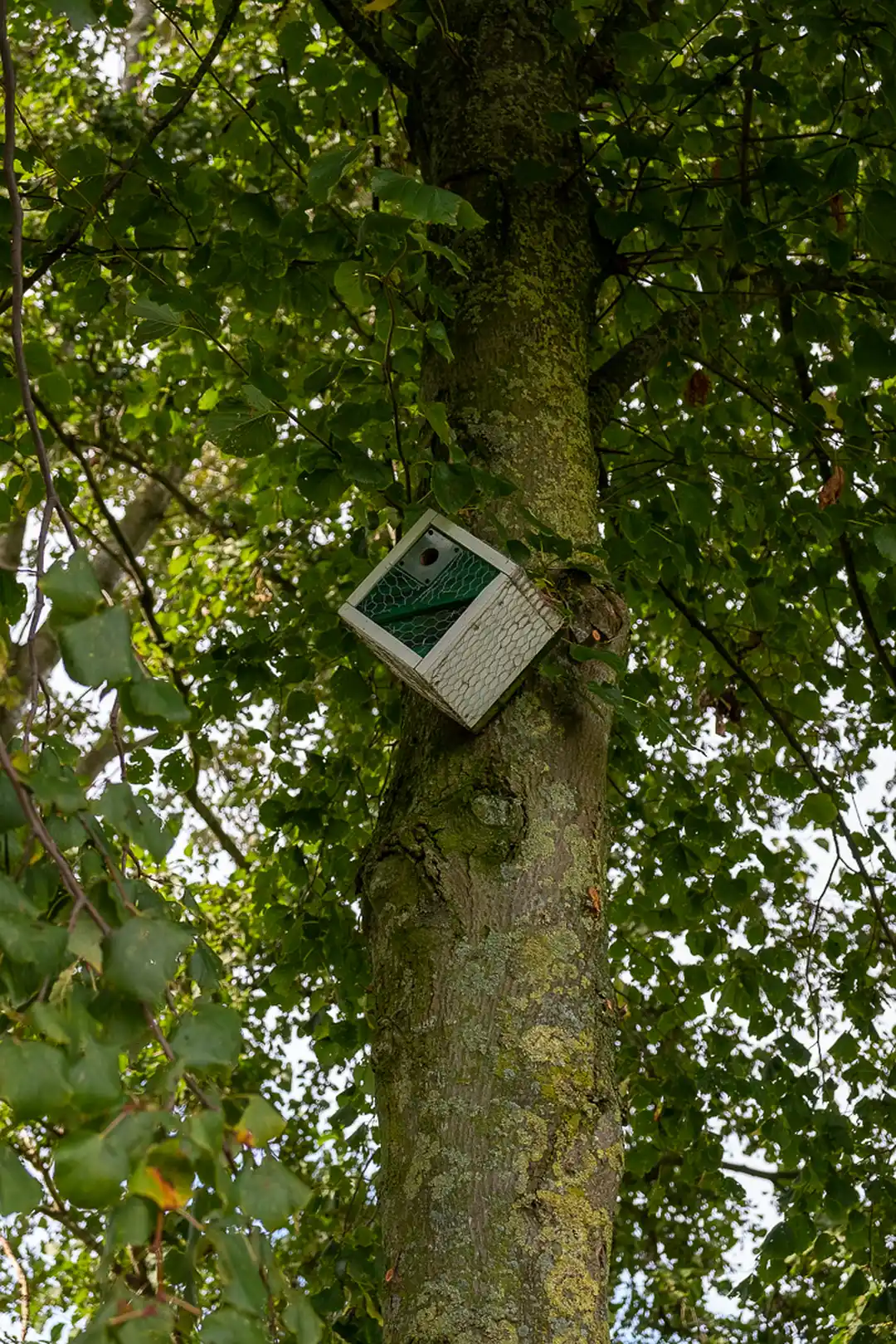 Derde nestkast, ook bij het hondenveldje